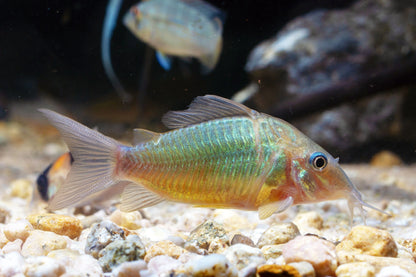 Emerald Green Corydoras (Corydoras splendens) - Live Fish