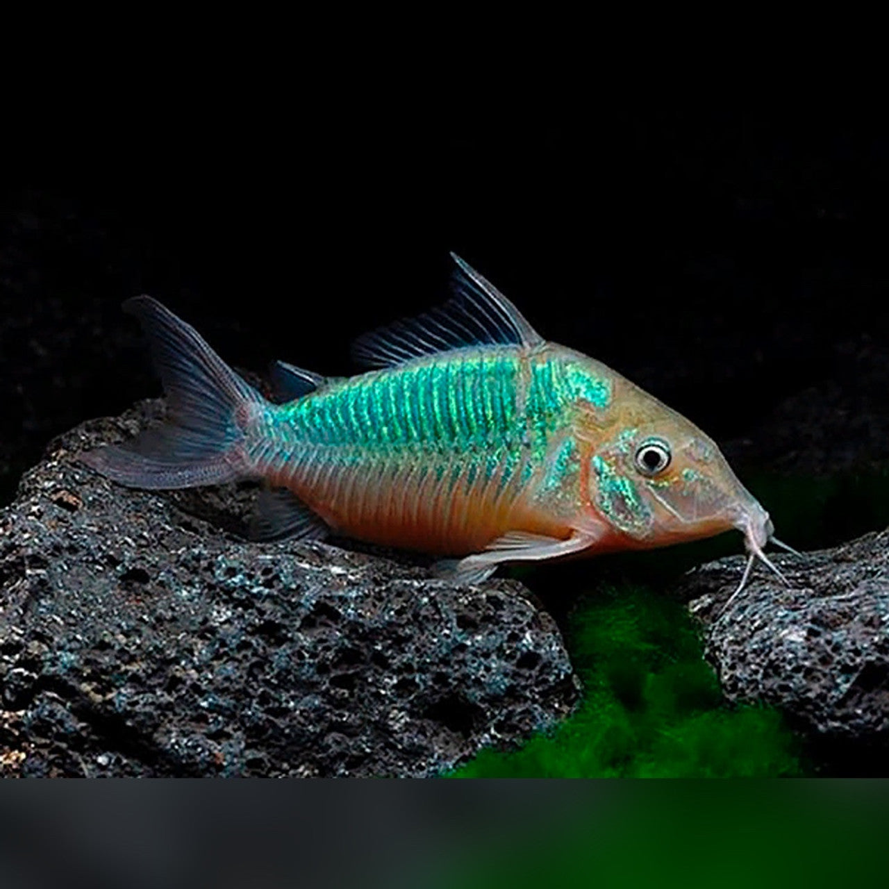 Emerald Green Corydoras (Corydoras splendens) - Live Fish