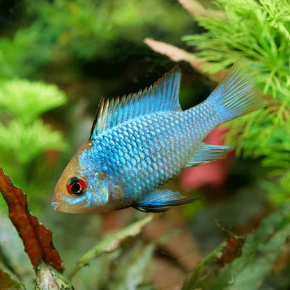 Apistogramma Ram Blue- Tropical Fish