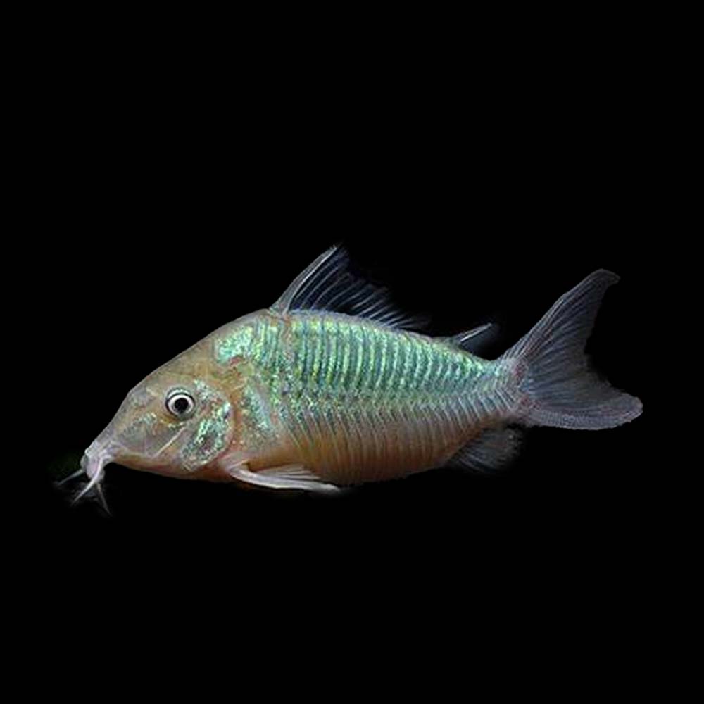 Emerald Green Corydoras (Corydoras splendens) - Live Fish