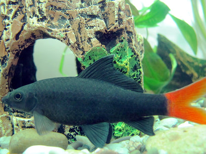 Redtail Black Shark (Epalzeorhynchos bicolor) - 1.5" - Live Fish