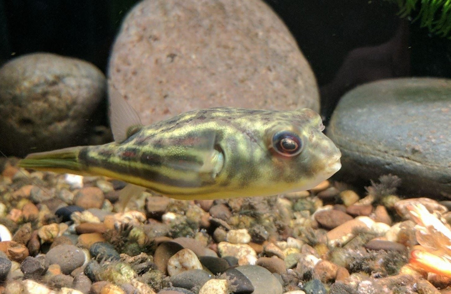 Fahaka Puffer (Tetraodon lineatus) - Live Fish