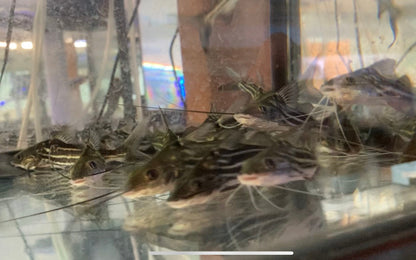 Pimelodella 4-Line Catfish (Pimelodella cf. gracilis)
