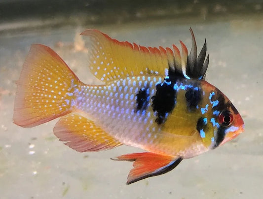 Apistogramma Ruby Clown- Tropical Fish