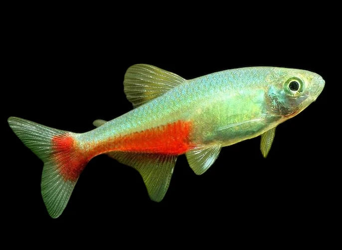 Green Fire Tetra (Aphyocharax rathbuni)- Live Fish