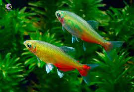 Green Fire Tetra (Aphyocharax rathbuni)- Live Fish