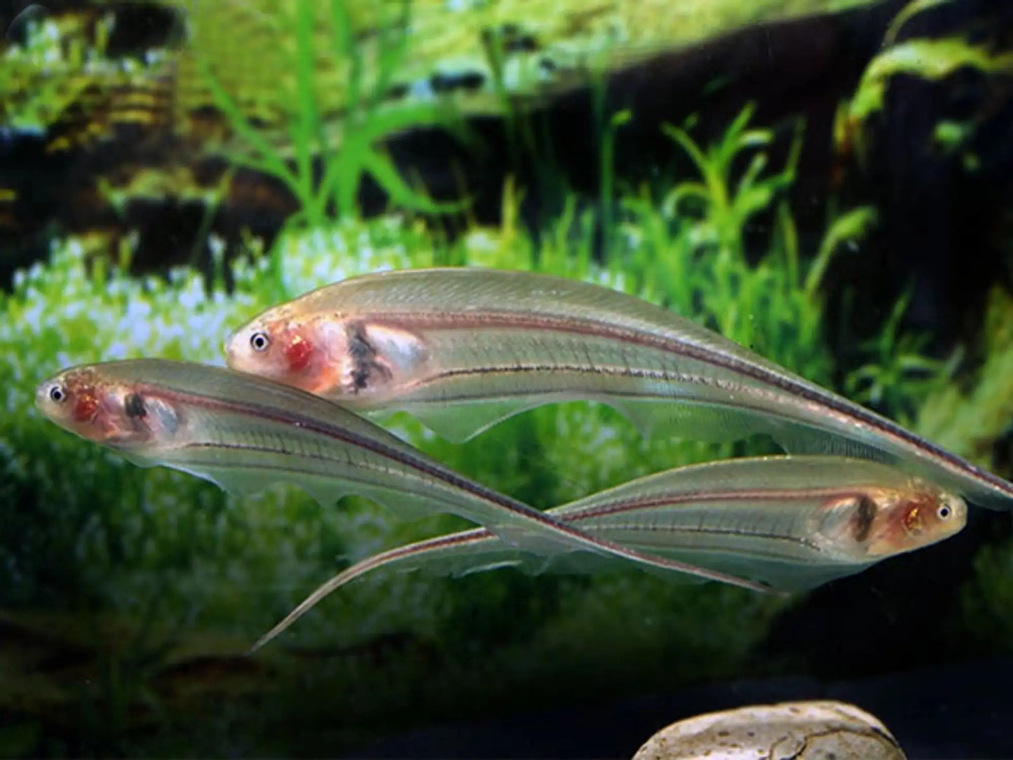Glass Knifefish (Eigenmannia virescens) - Live Fish