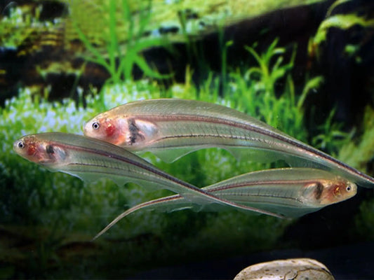 Glass Knifefish (Eigenmannia virescens) - Live Fish