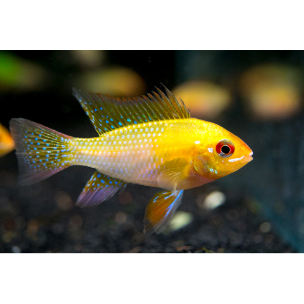 Gold Ram Cichlid (Mikrogeophagus ramirezi 'Gold') - Live Fish