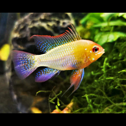 Gold Ram Cichlid (Mikrogeophagus ramirezi 'Gold') - Live Fish