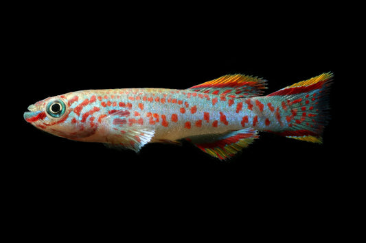 Killifish, Gardneri Clown (Aphyosemion gardneri) - Live Fish