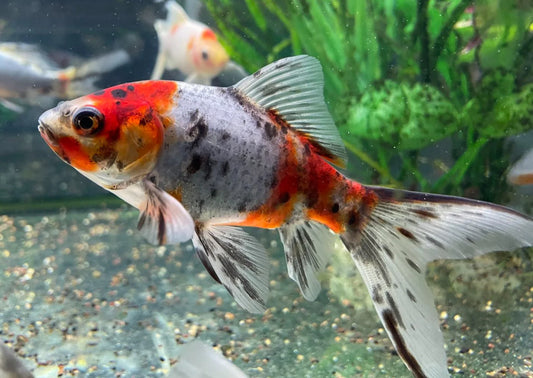 Calico Fantail Goldfish (Carassius auratus) - Live Fish