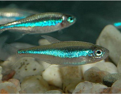 Green Neon Tetra (Paracheirodon simulans) - Live Fish