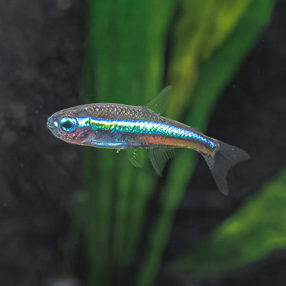 Green Neon Tetra (Paracheirodon simulans) - Live Fish