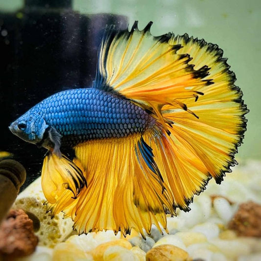 Halfmoon Mustard Gas Betta (Betta splendens) – Male