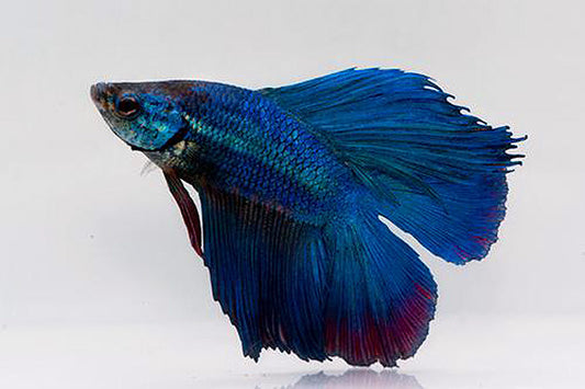 Halfmoon Twin Lobe Betta (Betta splendens) – Male