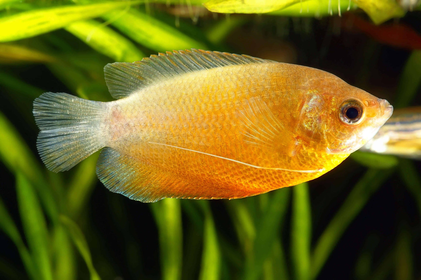 Honey Gold Gourami (Trichogaster chuna)