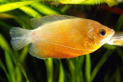 Honey Gold Gourami (Trichogaster chuna)