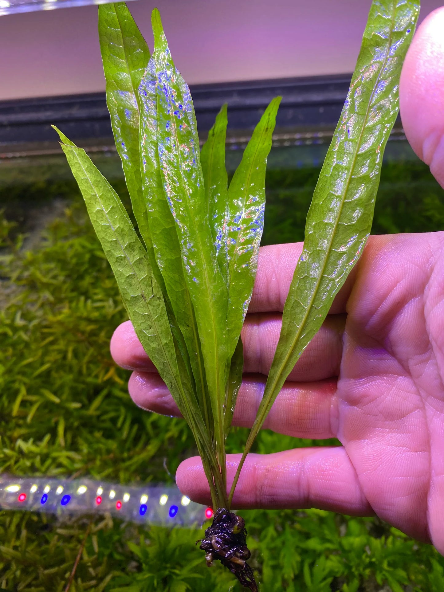 Root - Fern Java