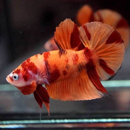 Koi Nemo Roundtail Betta (Betta splendens) – Male