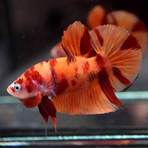 Koi Nemo Roundtail Betta (Betta splendens) – Male
