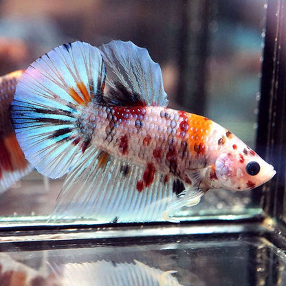 Koi Nemo Roundtail Betta (Betta splendens) – Male