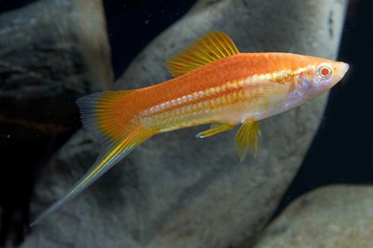 Lemon Swordtail (Xiphophorus hellerii) - Live Fish
