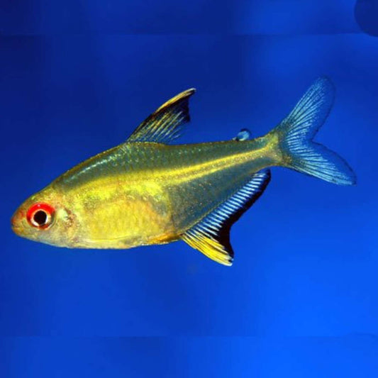 Lemon Tetra (Hyphessobrycon pulchripinnis)- Live Fish