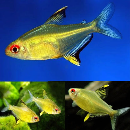 Lemon Tetra (Hyphessobrycon pulchripinnis)- Live Fish