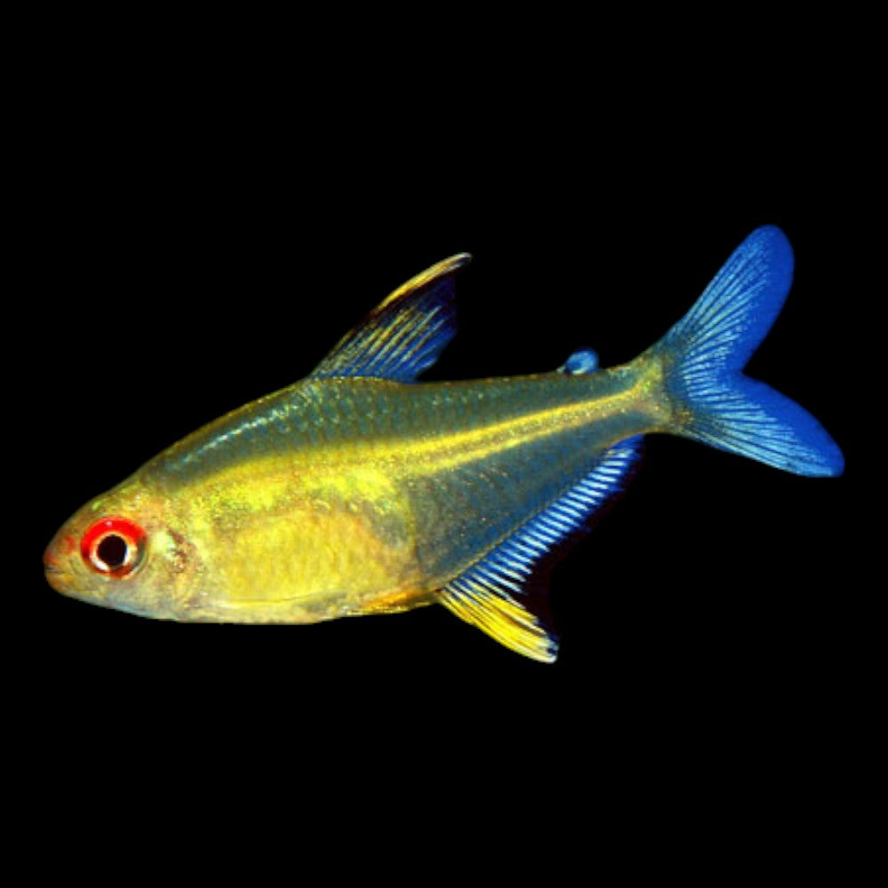 Lemon Tetra (Hyphessobrycon pulchripinnis)- Live Fish