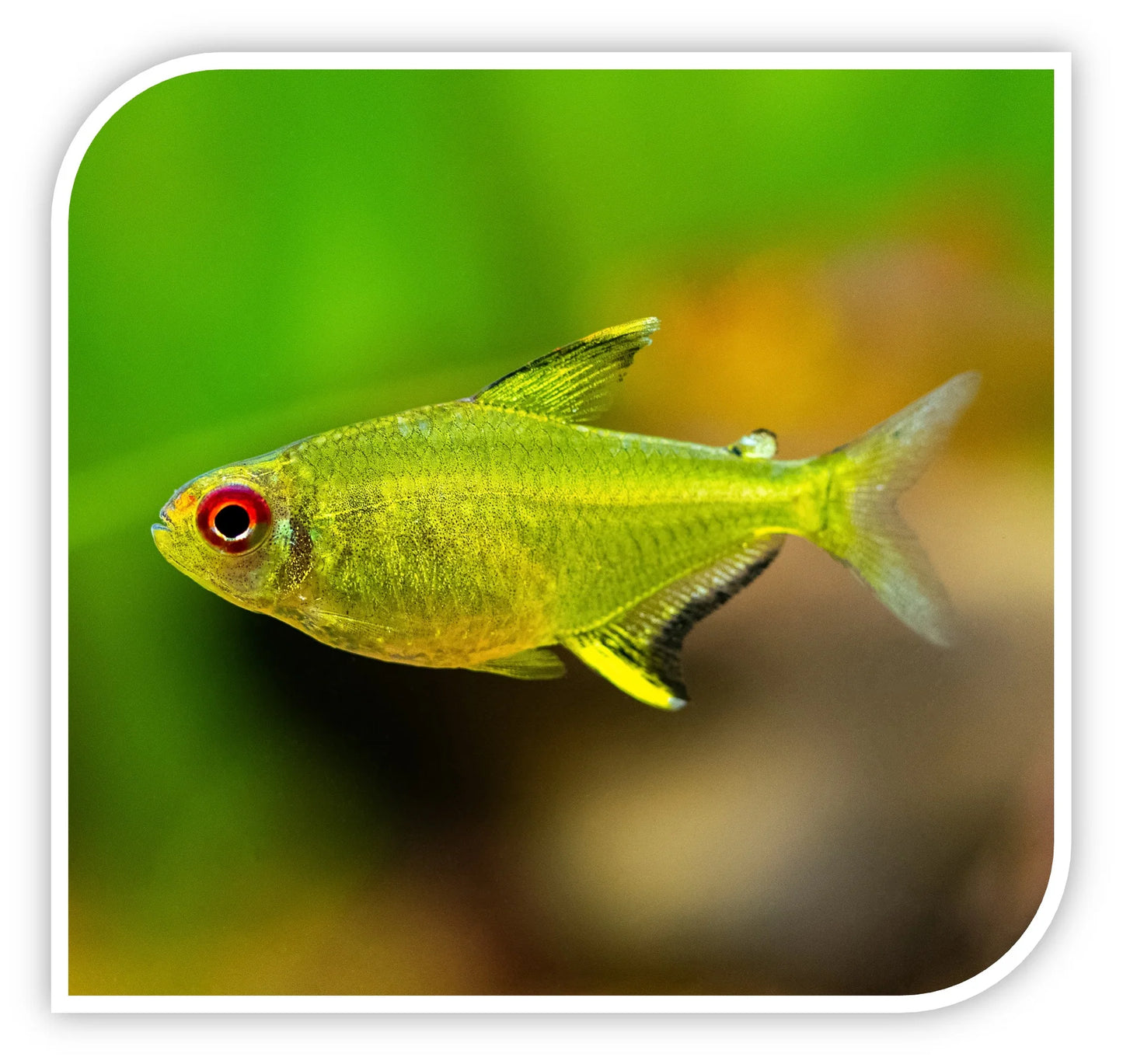 Lemon Tetra (Hyphessobrycon pulchripinnis)- Live Fish