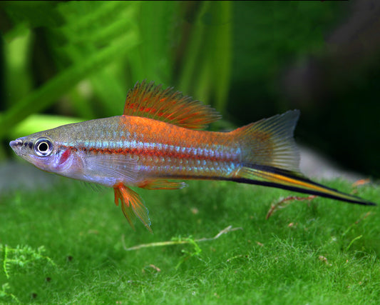 NEON Swordtail (Xiphophorus hellerii) - Live Fish