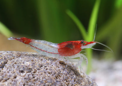 Red Rili Neocaridina Shrimp (Neocaridina davidi "Red Rili")