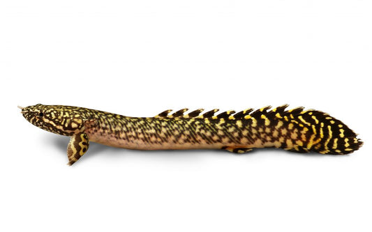 Ornate Bichir (Polypterus ornatipinnis) - Live Fish