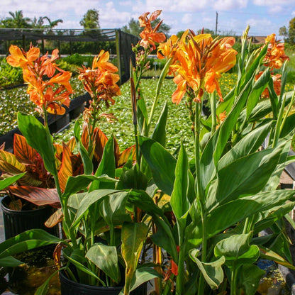Canna, 2 pack, bare root aquatic plant (Thalia dealbata)