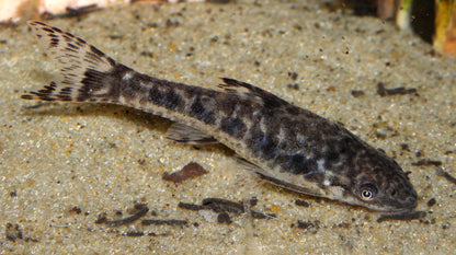 Otocinclus Catfish - 1" - Algae Eater Live Fish