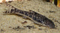 Otocinclus Catfish - 1" - Algae Eater Live Fish