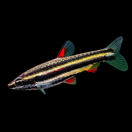 Marginatus Pencilfish Tetra (Nannostomus marginatus)- Live Fish