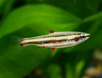 Marginatus Pencilfish Tetra (Nannostomus marginatus)- Live Fish