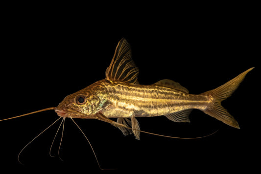 Pimelodella 4-Line Catfish (Pimelodella cf. gracilis)