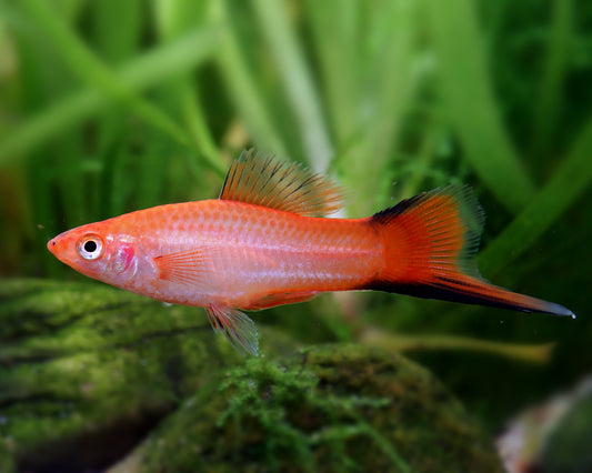 Pink Twinbar Swordtail (Xiphophorus hellerii)- Live Fish