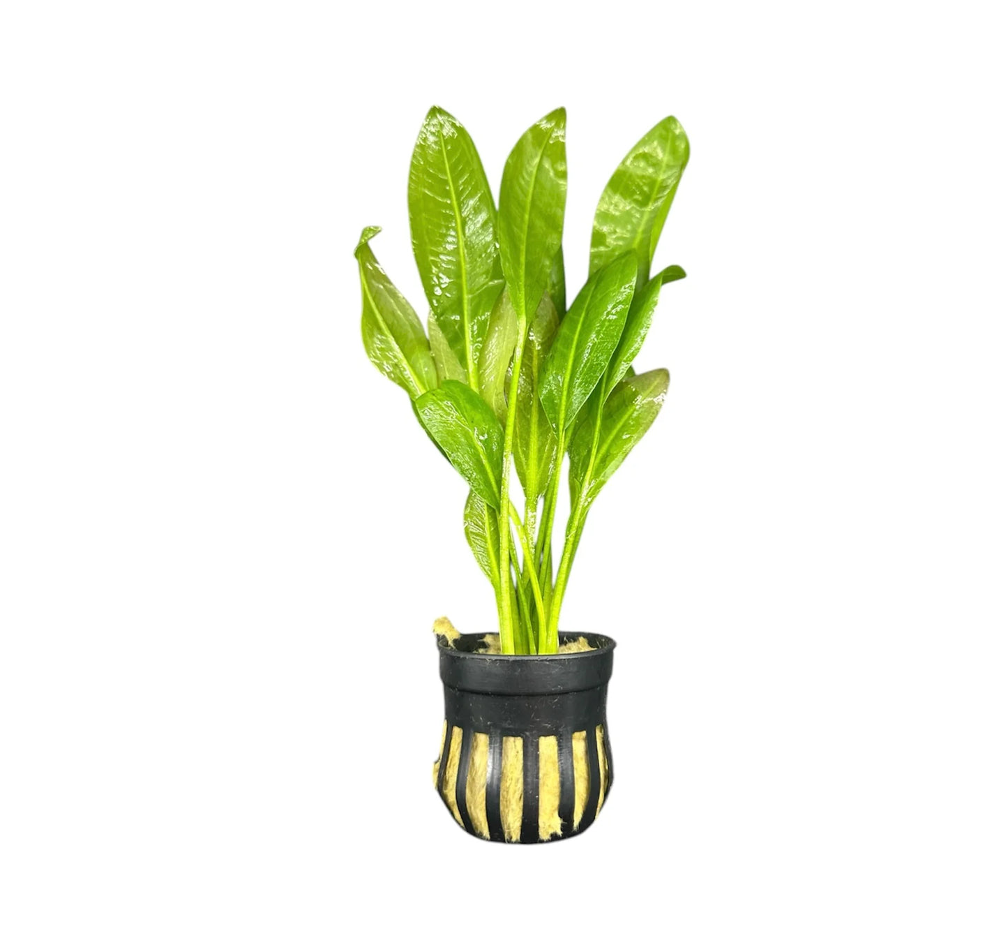 Potted - Sword Assorted
