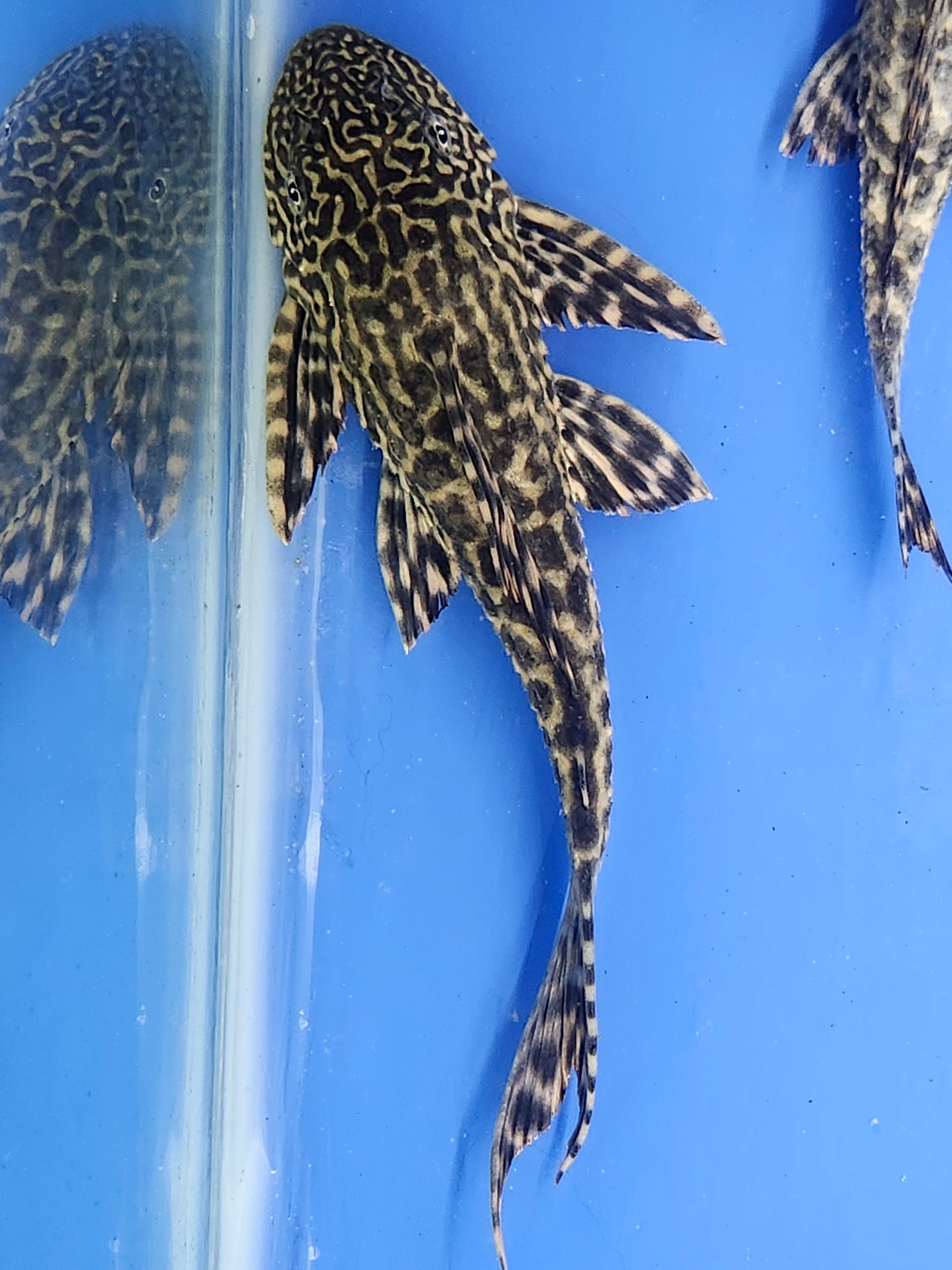 Common Trinidad Plecostomus (Hypostomus plecostomus) - Live Suckerfish