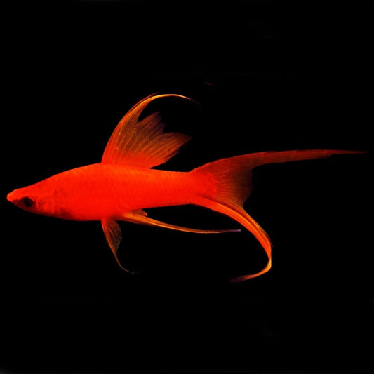 Red Lyretail Swordtail (Xiphophorus hellerii) - Live Fish