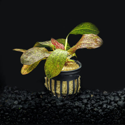 Potted - Sword Assorted
