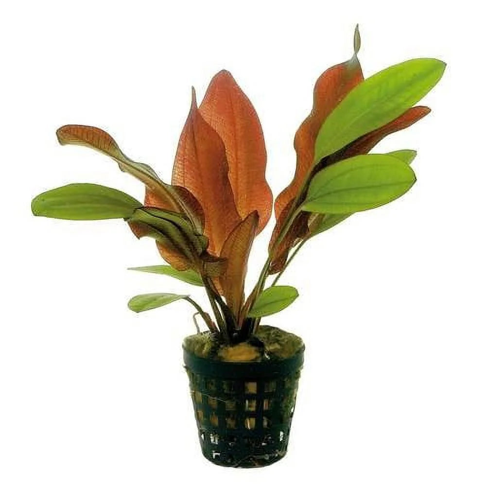 Potted - Sword Assorted
