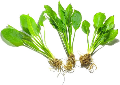 Root - Sword Assorted