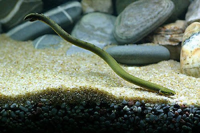 Rope Eel, Fish Freshwater (Erpetoichthys calabaricus) - Live Fish