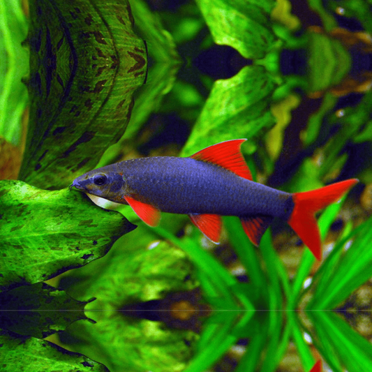 Rainbow Shark (Epalzeorhynchos frenatum) - Live Fish