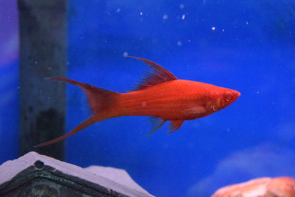 Red Lyretail Swordtail (Xiphophorus hellerii) - Live Fish
